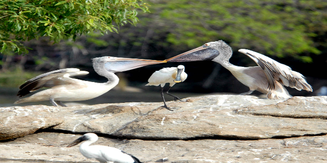 Image result for Melaselvanoor wildlife sanctuary